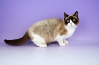 Picture of british shorthair, chocolate and white colourpoint