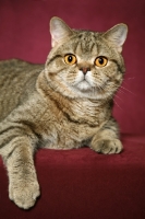 Picture of British Shorthair close up