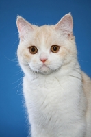 Picture of British Shorthair head study on blue background