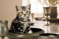 Picture of british shorthair in kitchen