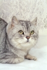 Picture of British Shorthair in snow