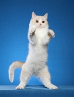 Picture of British Shorthair jumping up