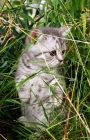 Picture of British Shorthair kitten amongst grass