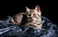 Picture of British Shorthair kitten, silver tabby colour