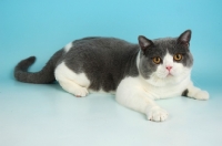 Picture of british shorthair lying down, bi-colour, blue and white
