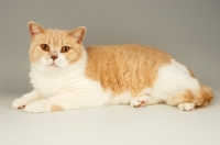 Picture of british shorthair lying down, bi-colour, cream and white