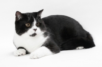 Picture of British Shorthair lying down