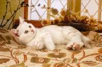 Picture of british shorthair lying on a carpet
