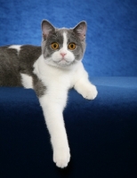 Picture of British Shorthair lying on blue background