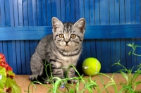 Picture of british shorthair near a tennis ball