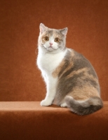 Picture of British Shorthair on orange background