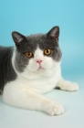 Picture of british shorthair portrait, bi-coloured blue and white