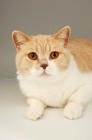 Picture of british shorthair portrait, bi-colour, cream and white