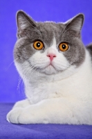 Picture of British Shorthair portrait on purple background