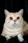 Picture of british shorthair, red silver tabby colour