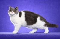 Picture of British Shorthair side view on purple background