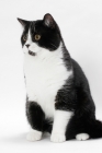Picture of British Shorthair sitting down, looking away