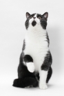 Picture of British Shorthair sitting down, looking up