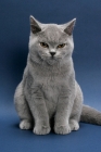 Picture of British Shorthair sitting, looking annoyed