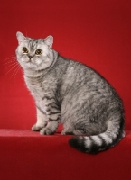 Picture of British Shorthair sitting on red background