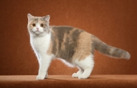 Picture of British Shorthair standing on rusty orange background