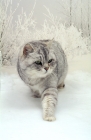 Picture of British Shorthair walking in snow