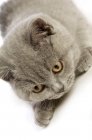 Picture of british shorthaired kitten concentrating