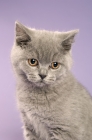 Picture of british shorthaired kitten isolated on a purple background