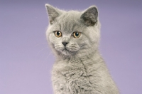 Picture of british shorthaired kitten isolated on a purple background