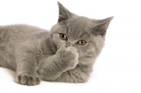 Picture of british shorthaired kitten licking paw
