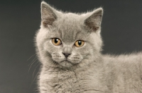 Picture of british shorthaired kitten looking at camera, dark grey background