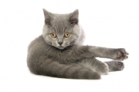 Picture of british shorthaired kitten looking back
