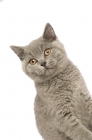 Picture of british shorthaired kitten looking away, white background