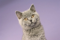 Picture of british shorthaired kitten looking towards camera