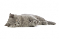 Picture of british shorthaired kitten looking bored