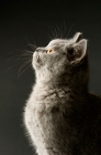 Picture of british shorthaired kitten looking up, on a dark grey background