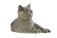 Picture of british shorthaired kitten lying down, looking away