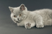 Picture of british shorthaired kitten lying down on a dark grey background