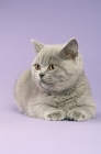 Picture of british shorthaired kitten lying on a purple background