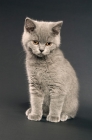 Picture of british shorthaired kitten on a dark grey background