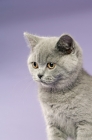 Picture of british shorthaired kitten on a purple background