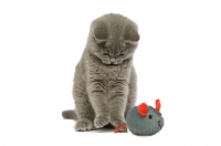 Picture of british shorthaired kitten playing with toy mouse