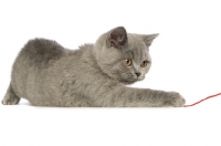 Picture of british shorthaired kitten playing with string
