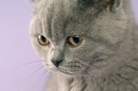 Picture of british shorthaired kitten portrait on a purple background