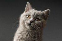 Picture of british shorthaired kitten portrait on a dark grey background