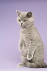 Picture of british shorthaired kitten standing on hind legs on a purple background