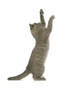 Picture of british shorthaired kitten standing on hind legs, reaching