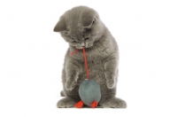 Picture of british shorthaired kitten with toy mouse isolated on a white background