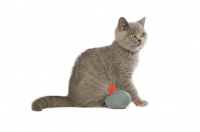 Picture of british shorthaired kitten with toy mouse isolated on a white background