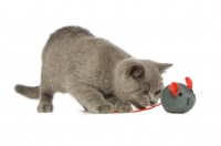Picture of british shorthaired kitten with toy mouse, on a white background